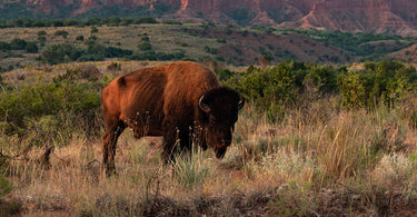 The Captivating Splendor of Caprock Canyons